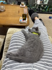 Kitten love ❤️ meet vlad 🥰