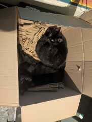Rodents and Risk Assessments - the Excellent Cats applaud Gizmo's recent achievements