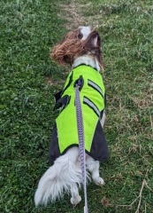 Does your dog wear clothes?