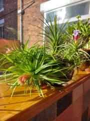My pineapple plant is flowering!