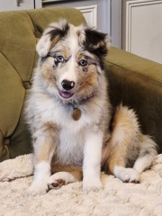 Puppy survival tips for bringing home a female Border Collie