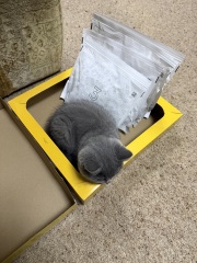 Rodents and Risk Assessments - the Excellent Cats applaud Gizmo's recent achievements