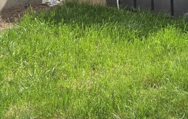 Lawn