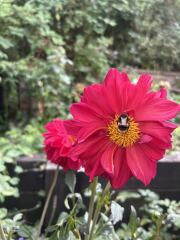 Dahlia Watch 2026