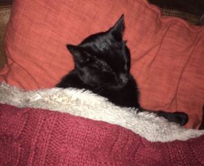 Lost our lovely boy yesterday so devastated.