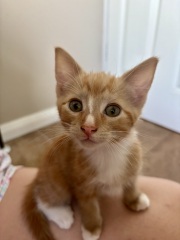 Best playthings for kittens?