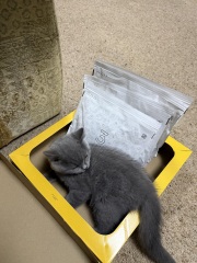 Rodents and Risk Assessments - the Excellent Cats applaud Gizmo's recent achievements