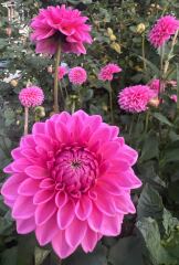 Dahlia Watch 2026