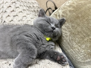 Rodents and Risk Assessments - the Excellent Cats applaud Gizmo's recent achievements