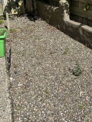 What have you done in the garden today? Part 9