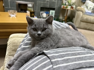 Rodents and Risk Assessments - the Excellent Cats applaud Gizmo's recent achievements
