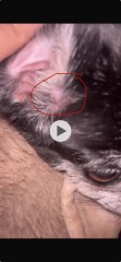 Lump near dogs ear