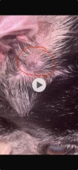 Lump near dogs ear