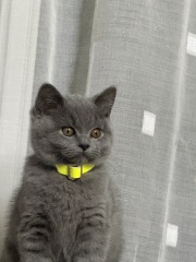 Kitten love ❤️ meet vlad 🥰