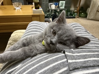 Rodents and Risk Assessments - the Excellent Cats applaud Gizmo's recent achievements
