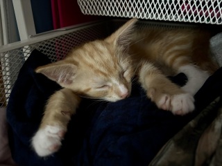 Best playthings for kittens?
