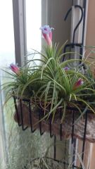 My pineapple plant is flowering!