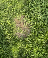 Need serious help with my “lawn”