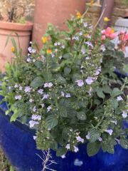 Plant ID please