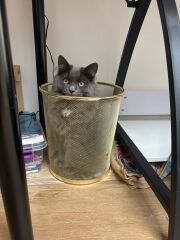 Is it fine to brush a cat every day?