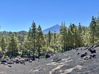 Tenerife yay or nay