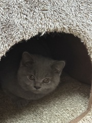 Rodents and Risk Assessments - the Excellent Cats applaud Gizmo's recent achievements