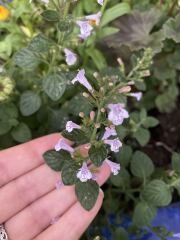Plant ID please