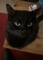 Lost our lovely boy yesterday so devastated.