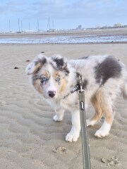 Puppy survival tips for bringing home a female Border Collie