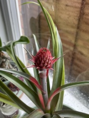 My pineapple plant is flowering!