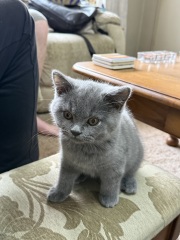 Rodents and Risk Assessments - the Excellent Cats applaud Gizmo's recent achievements