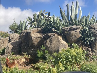 Tenerife yay or nay