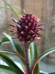 My pineapple plant is flowering!