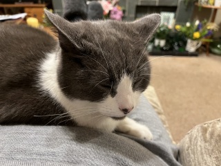 Rodents and Risk Assessments - the Excellent Cats applaud Gizmo's recent achievements