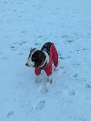 Does your dog wear clothes?