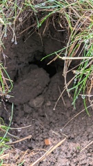 What's digging this hole in my garden?