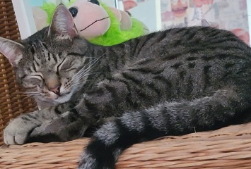 AIBU thinking this is just really irresponsible to get a kitten!