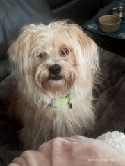What breed do you think my newly adopted dog might be