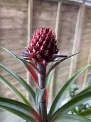 My pineapple plant is flowering!