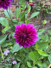 Dahlia Watch 2026