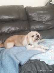 What breed do you think my newly adopted dog might be