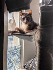 Rodents and Risk Assessments - the Excellent Cats applaud Gizmo's recent achievements