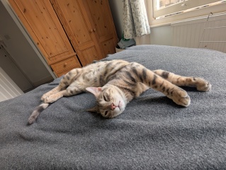 Rodents and Risk Assessments - the Excellent Cats applaud Gizmo's recent achievements
