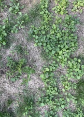 Need serious help with my “lawn”