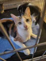 Rodents and Risk Assessments - the Excellent Cats applaud Gizmo's recent achievements