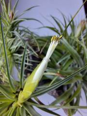 My pineapple plant is flowering!