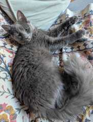 Rodents and Risk Assessments - the Excellent Cats applaud Gizmo's recent achievements