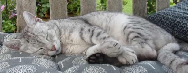 Letting Mau outside?