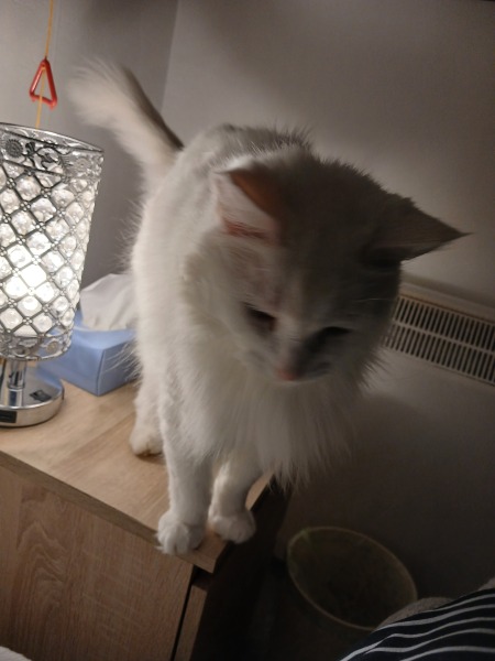 Rodents and Risk Assessments - the Excellent Cats applaud Gizmo's recent achievements