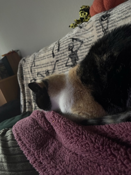 Why is my cat sat on me?